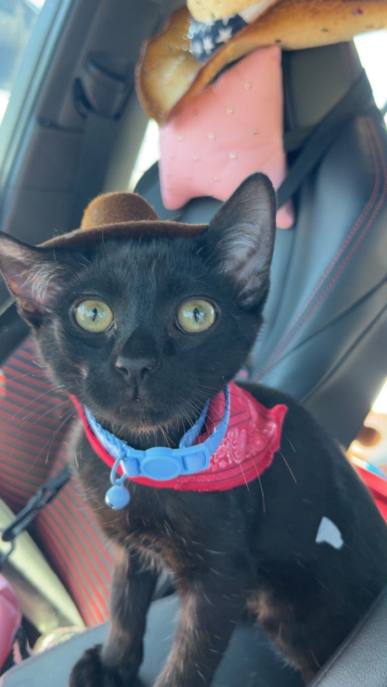 Tobey, lost cat, Black