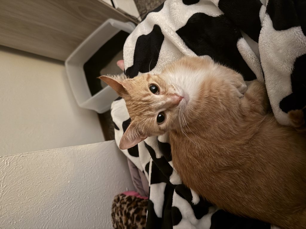Pumpkin, lost cat, Tabby