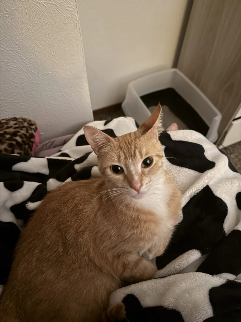 Pumpkin, lost cat, Tabby