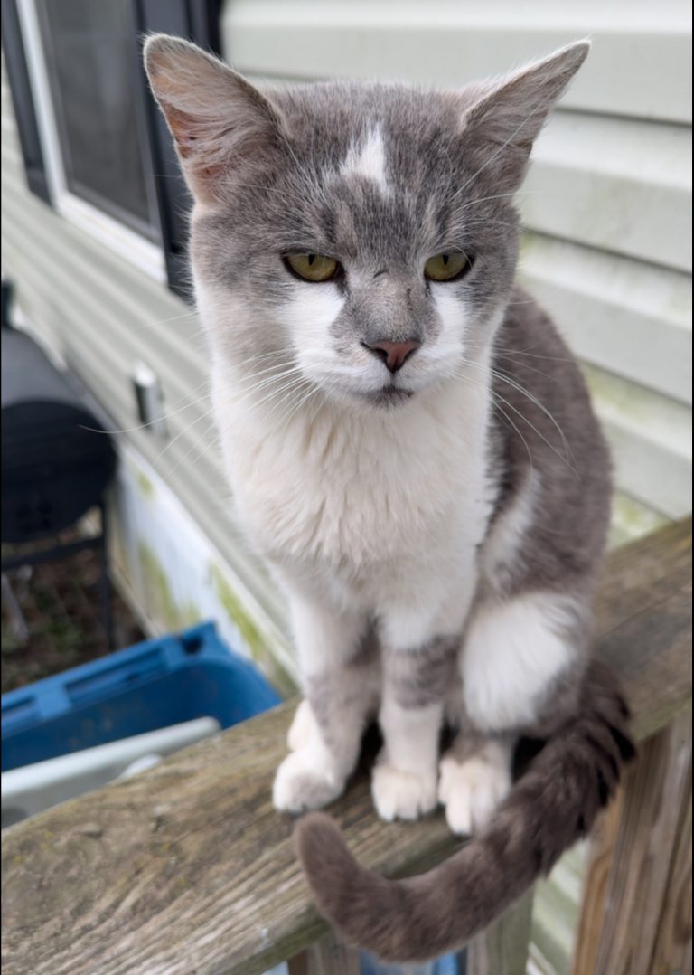 Indie, lost cat, Domestic Shorthair
