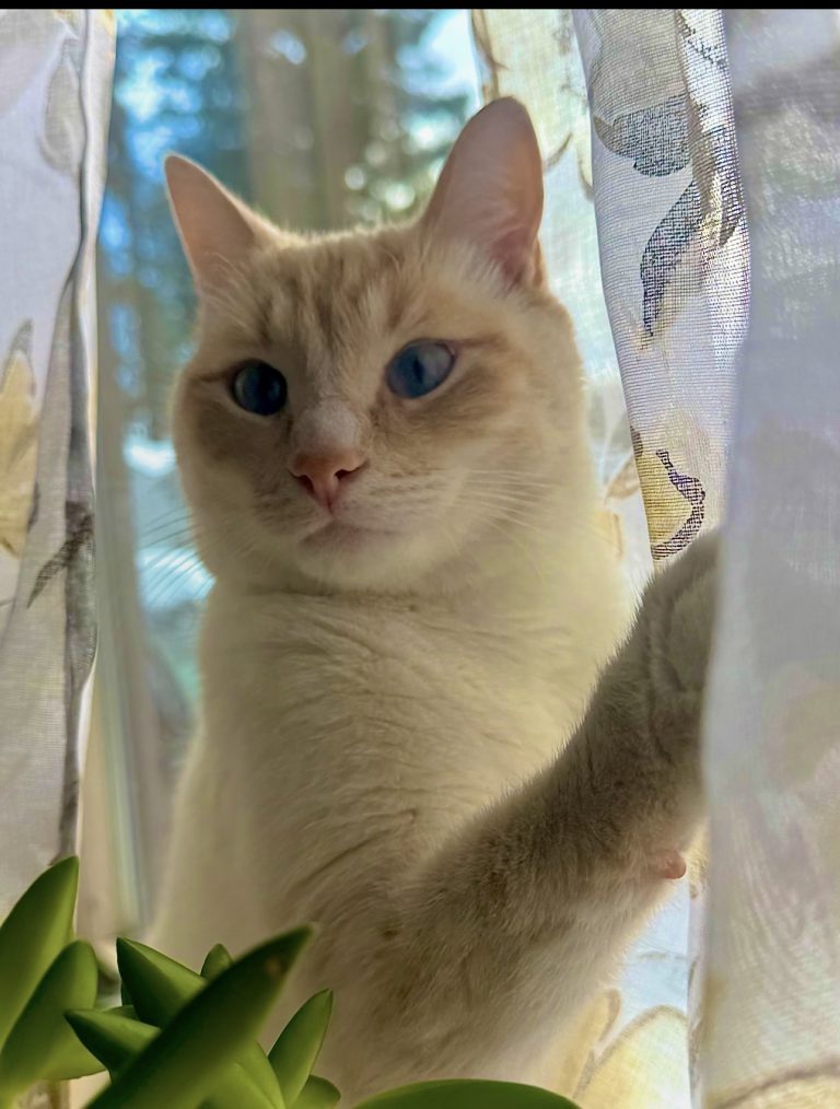 Cupcake, lost cat, Siamese