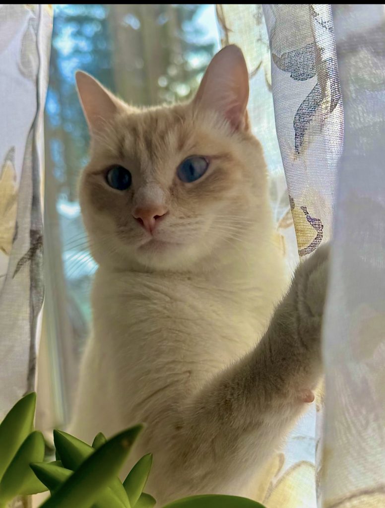 Cupcake, lost cat, Siamese