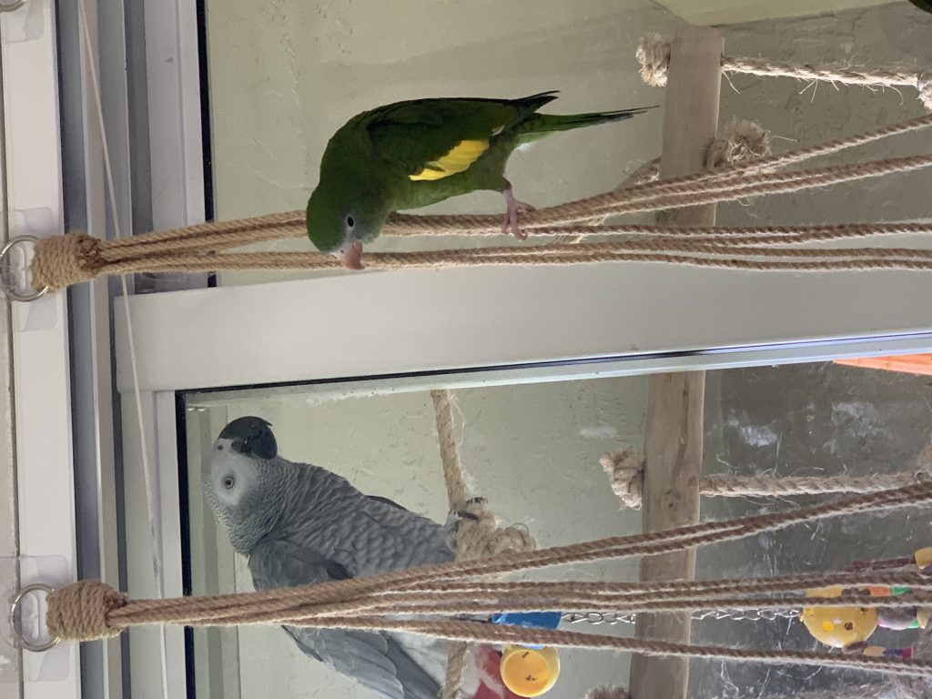 Tango, lost bird, White Winged Parakeet