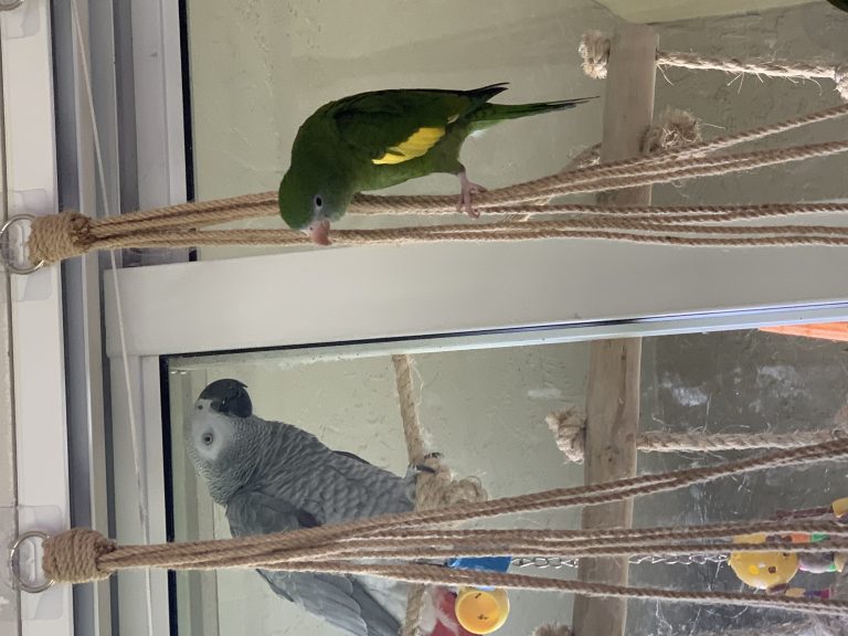 Tango, lost bird, White Winged Parakeet