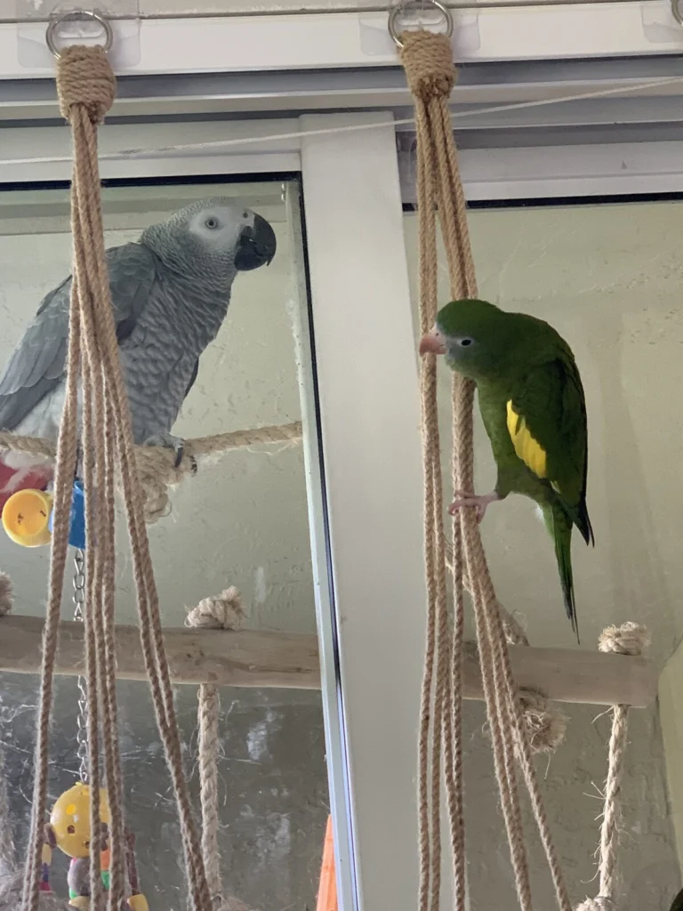 Tango, lost bird, White Winged Parakeet