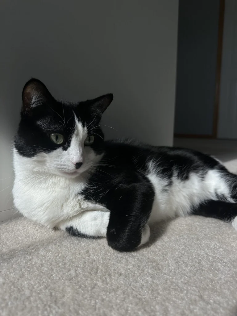 Pancake, lost cat, Tuxedo