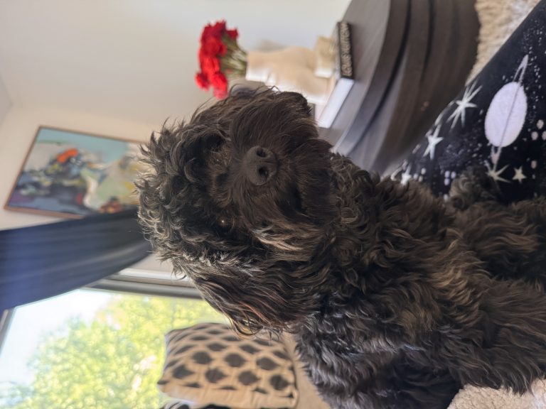 Jackson, lost dog, Maltipoo