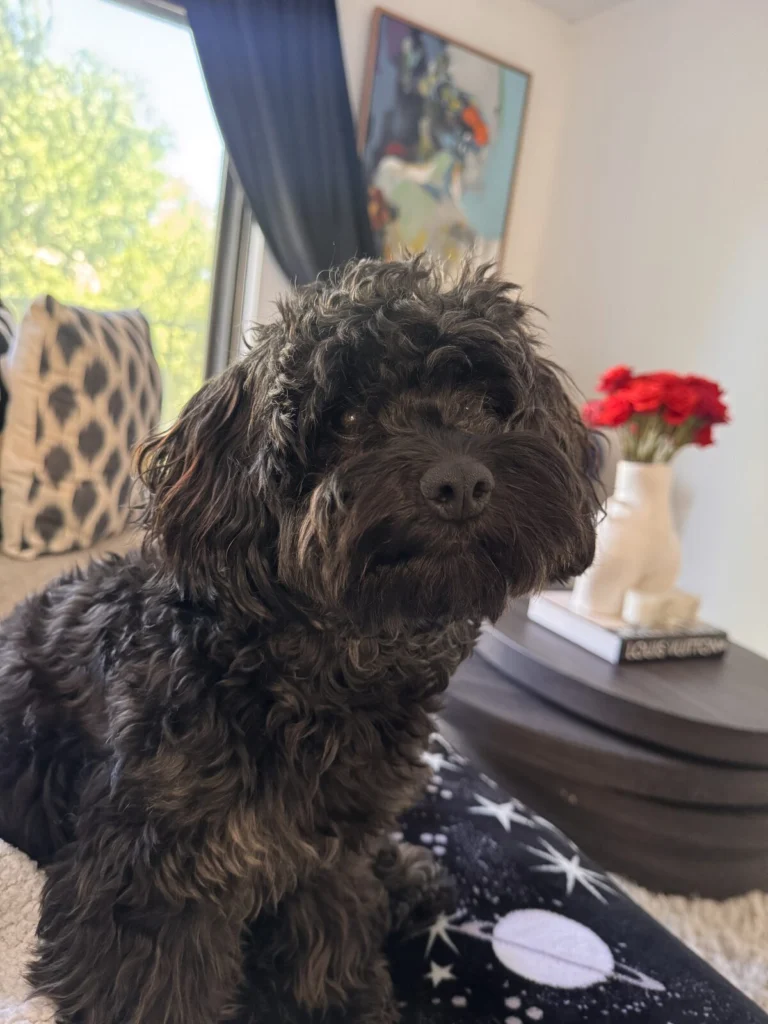 Jackson, lost dog, Maltipoo