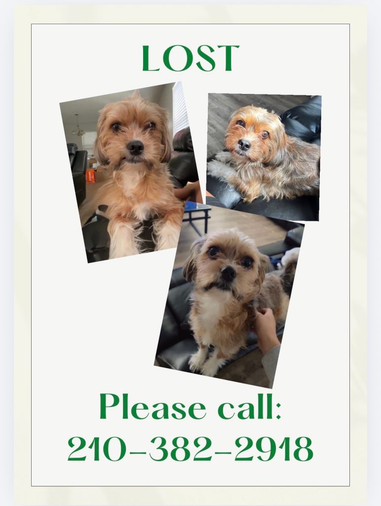 Boozie, lost dog, Yorkie/shitzu