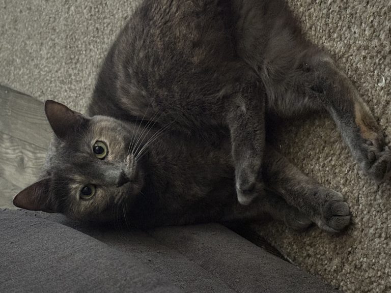 Yuki, lost cat, Domestic medium hair