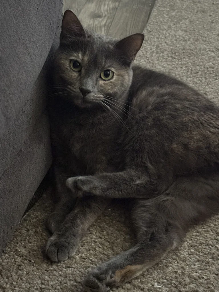 Yuki, lost cat, Domestic medium hair