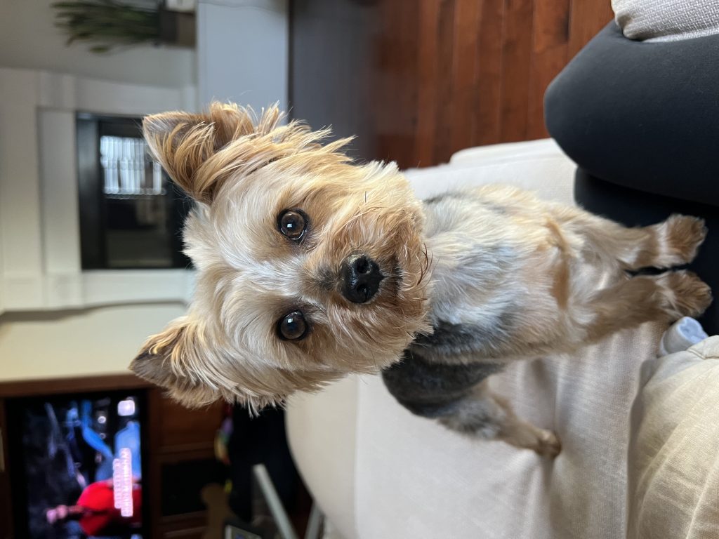 Enzo, lost dog, Yorkie