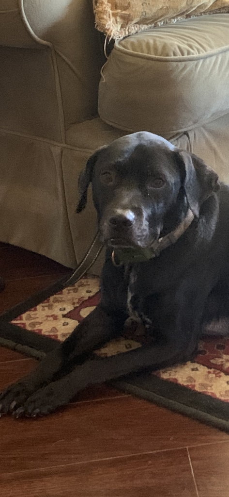 Dixie, lost dog, Lab/ pitty mix