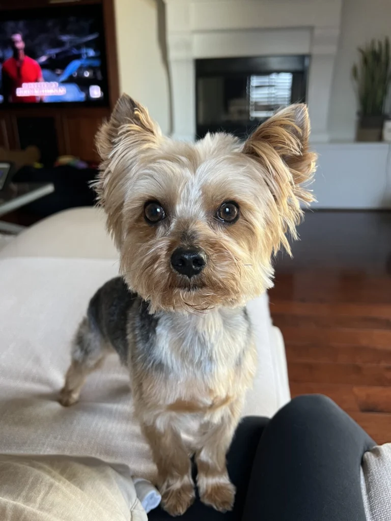 Enzo, lost dog, Yorkie