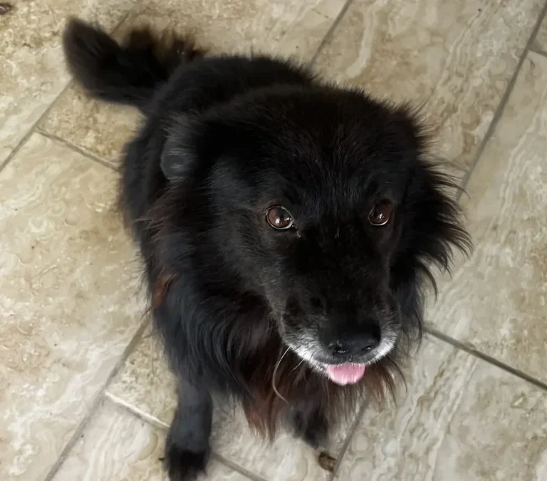 Papi, lost dog, german shepherd mix