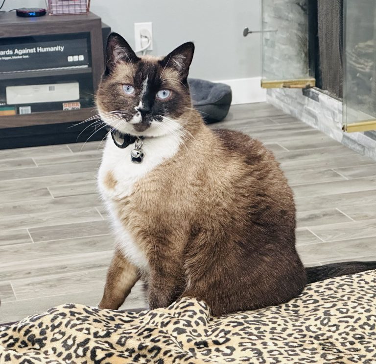 Luigi, lost cat, Half sphinx/Half Bengal