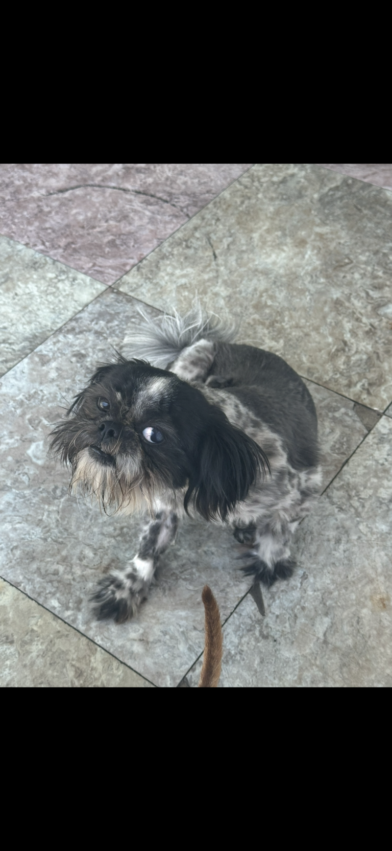 Roberto ., lost dog, Shitzu