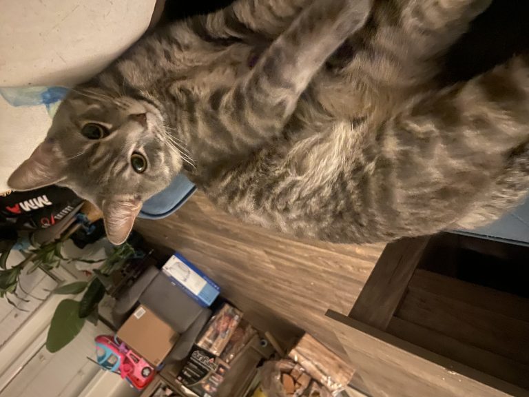 Lewy, lost cat, shorthair
