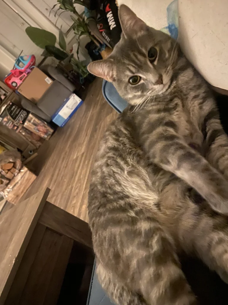 Lewy, lost cat, shorthair