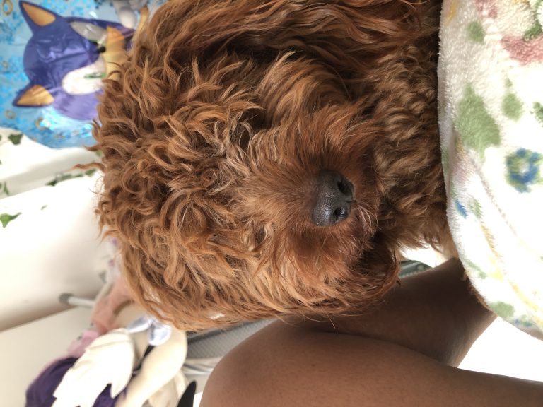 Chase, lost dog, Cavapoo