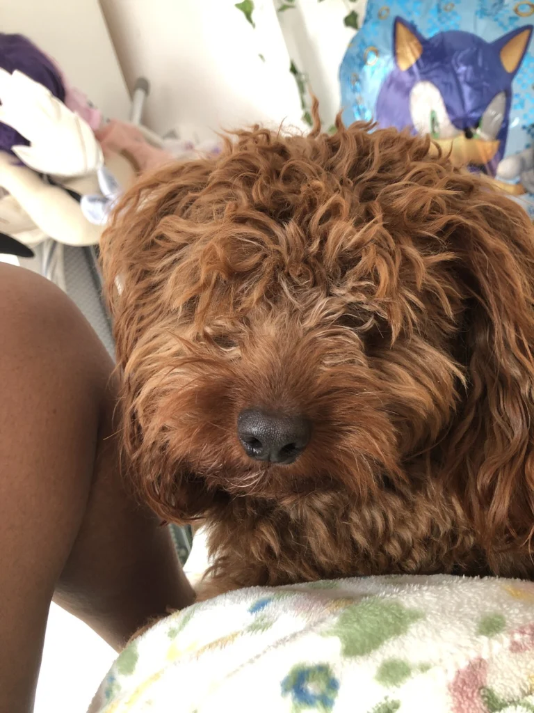 Chase, lost dog, Cavapoo