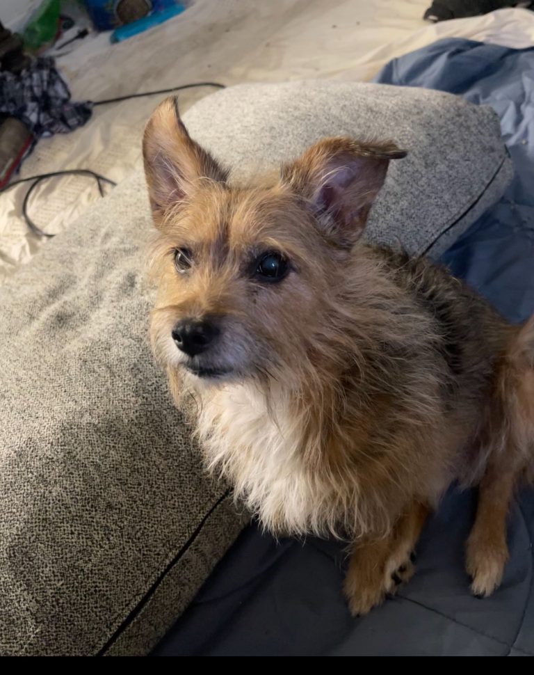 Gizmo, lost dog, Yorki