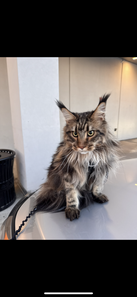 Leo, lost cat, Maine coon