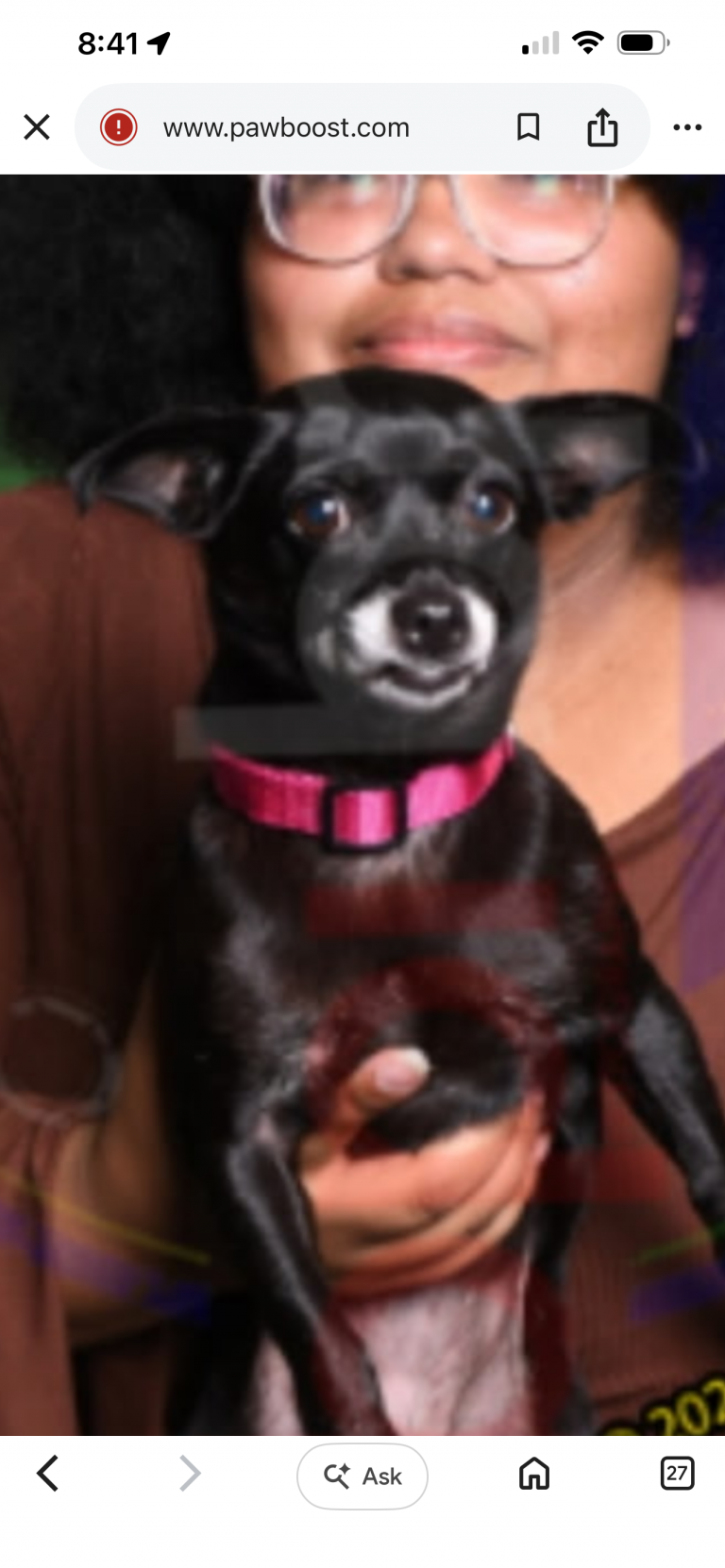 Princess, lost dog, Show Wawa lab