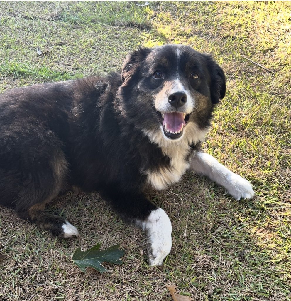 Lily Rose, lost dog, Australian Shepherd