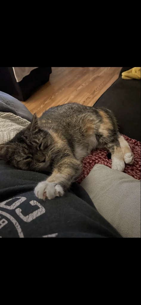 June, lost cat, House cat