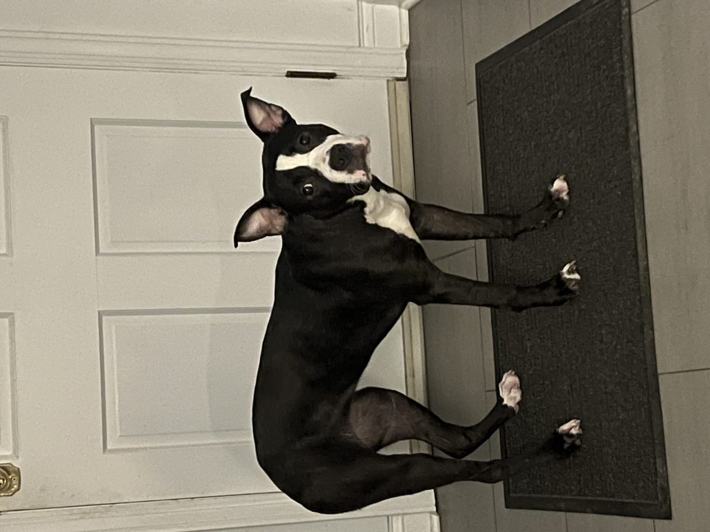 Holly, lost dog, Pitt mixed