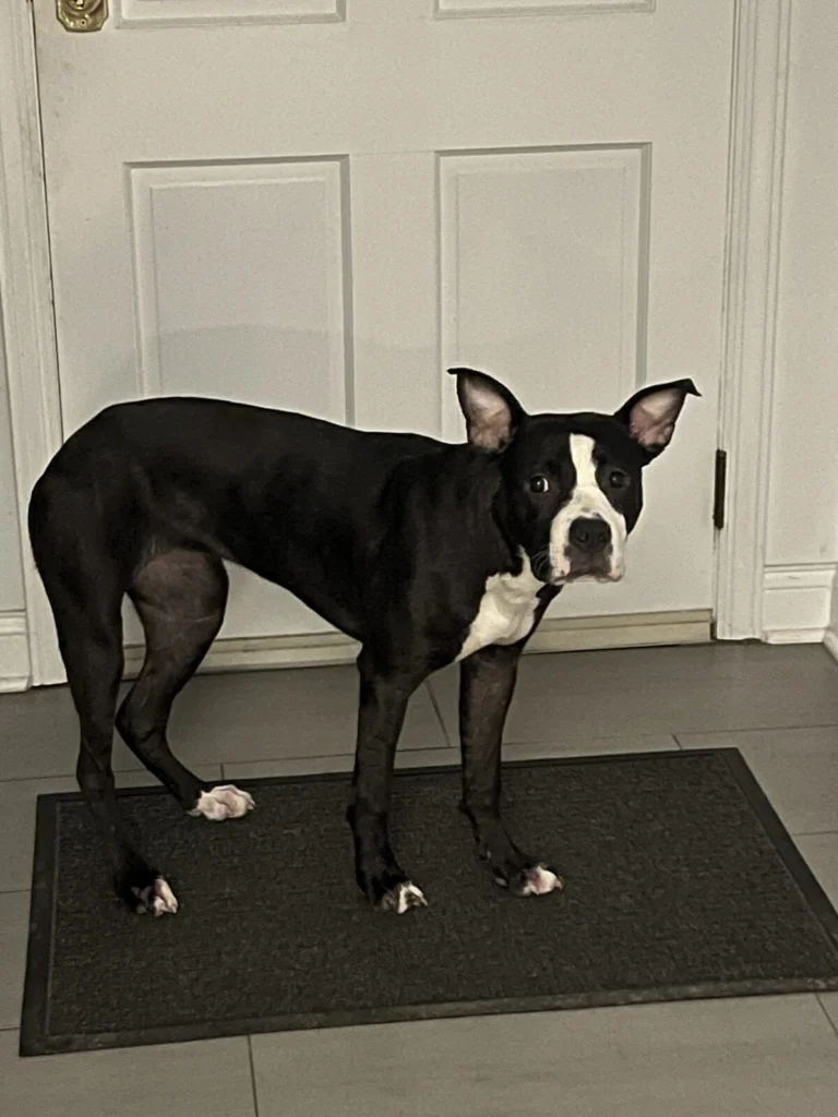 Holly, lost dog, Pitt mixed