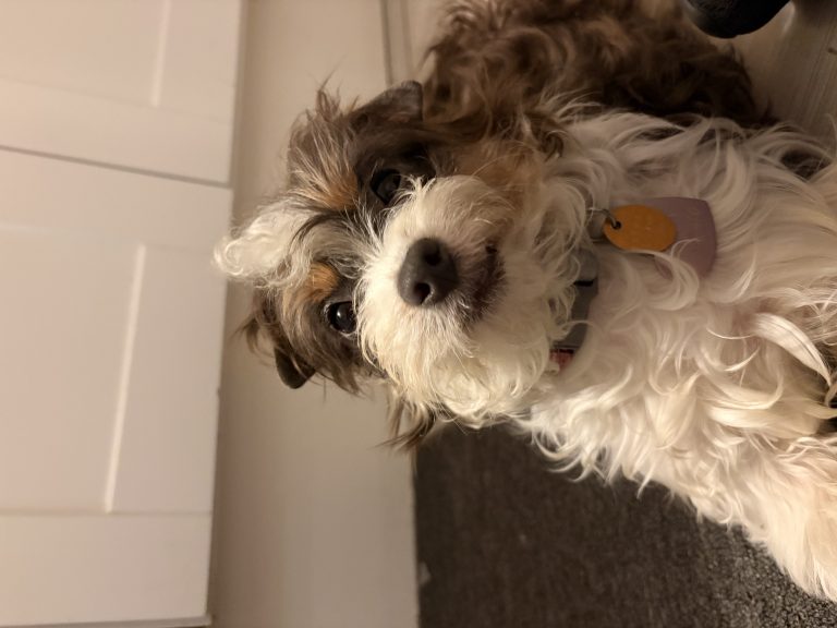 Miffy, lost dog, yorkie shih tzu