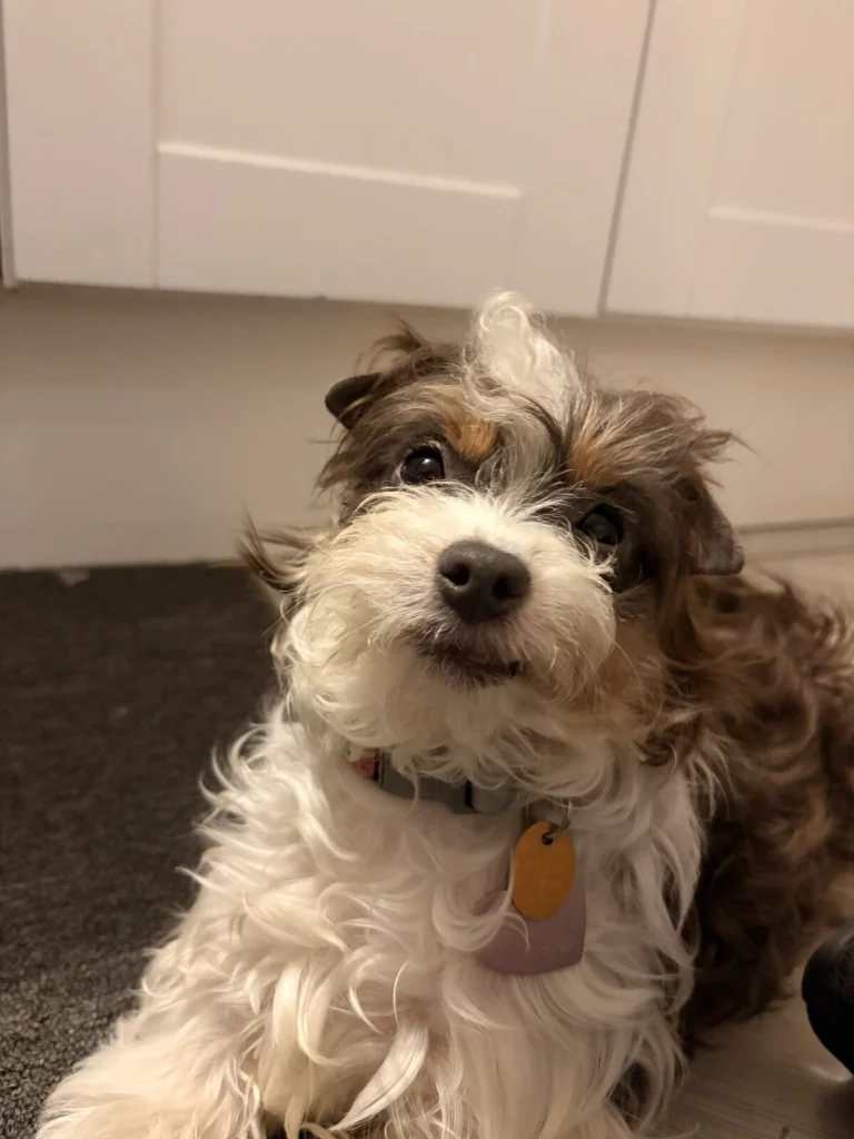 Miffy, lost dog, yorkie shih tzu