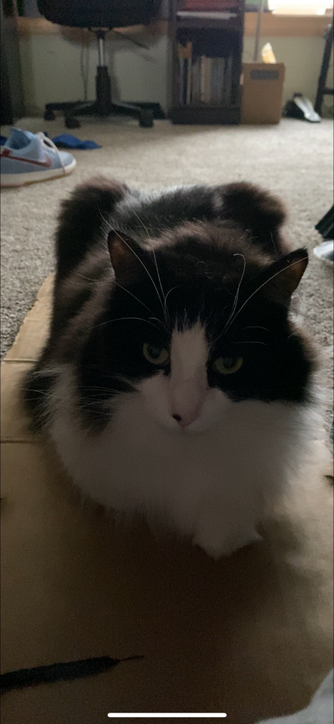 Stevee, lost cat, mancoon