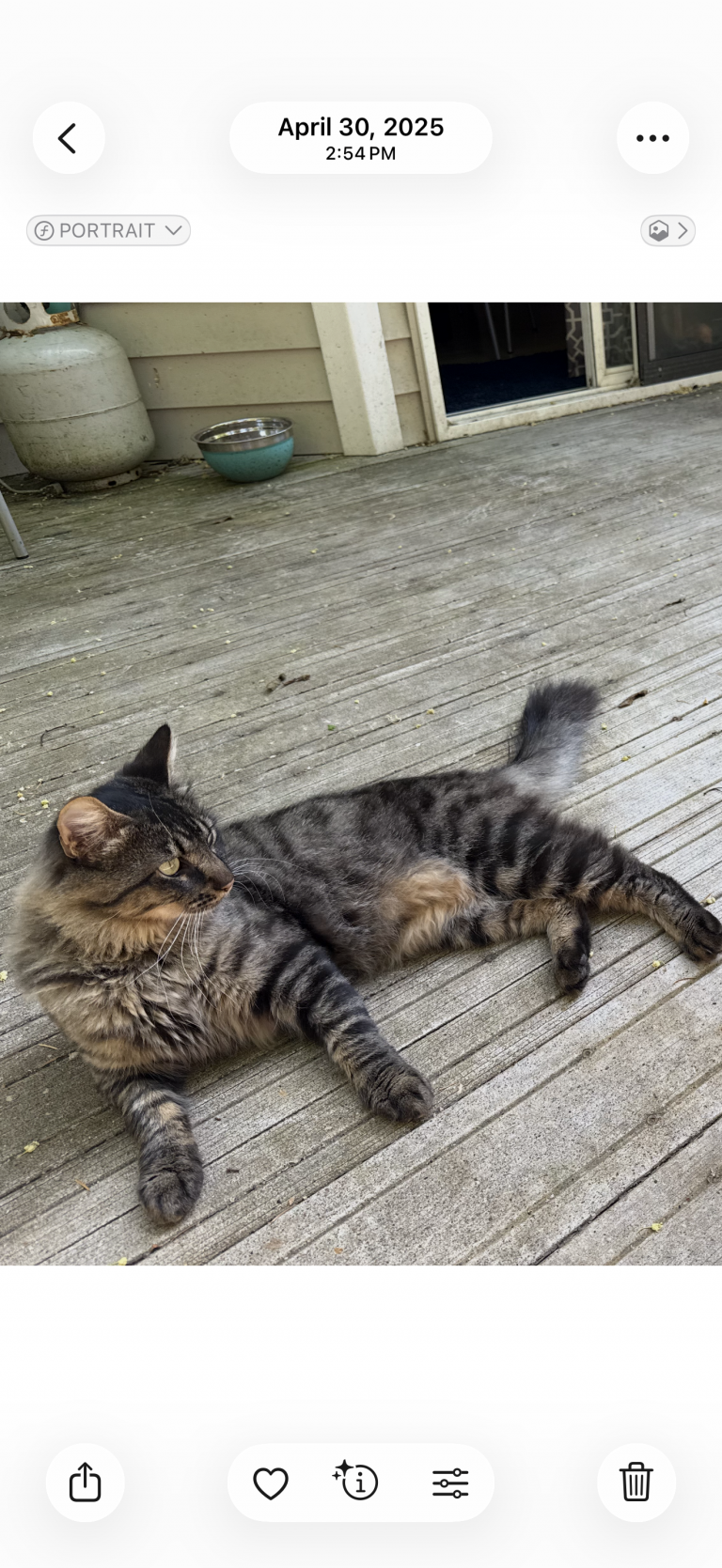 Pork Chop, lost cat, Cat