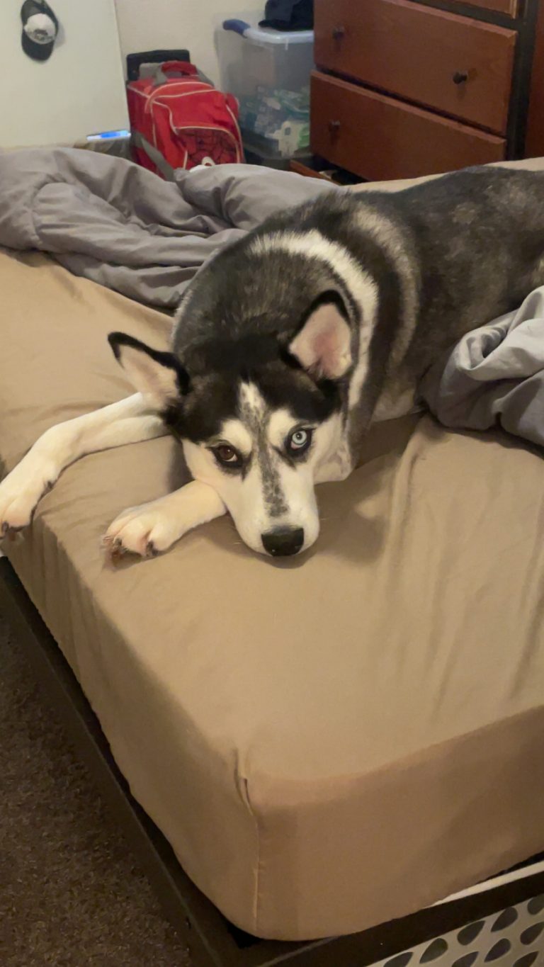 Ghost Mae, lost dog, Husky