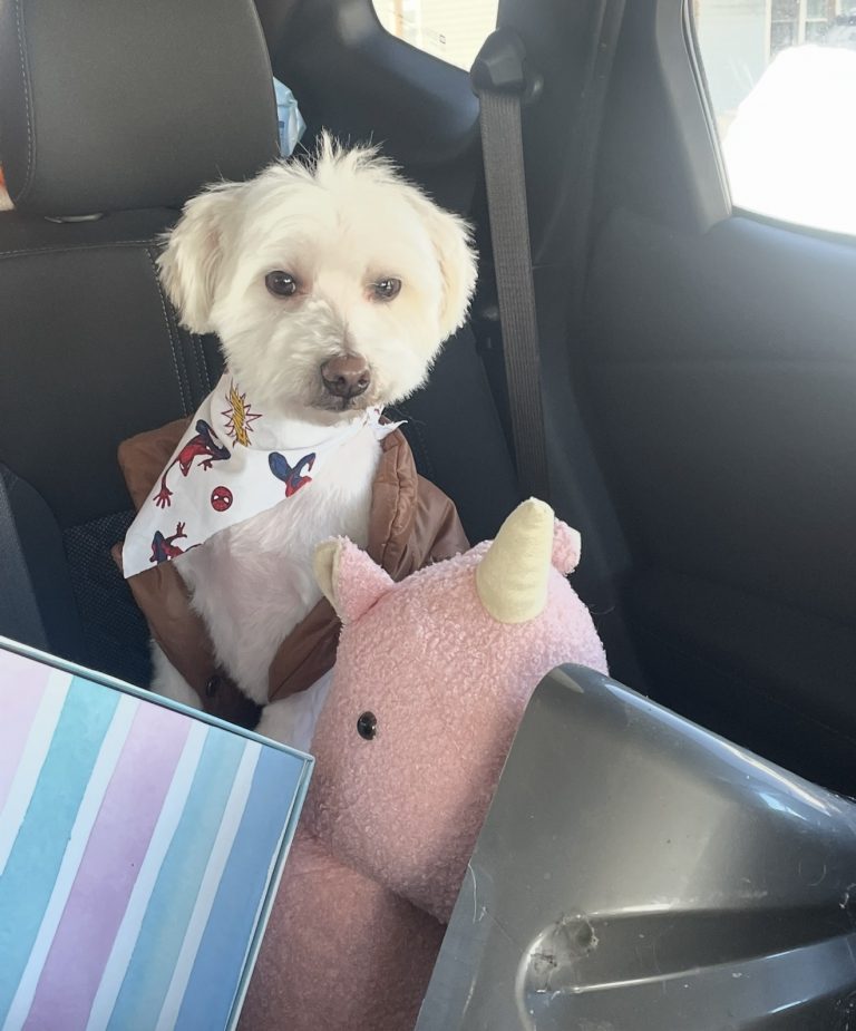 Chance, lost dog, Maltese