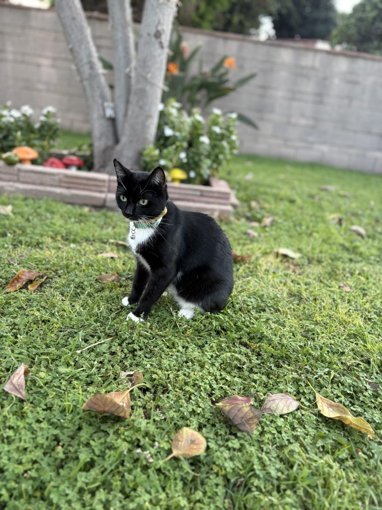 Mittens, lost cat, mix tuxedo cat