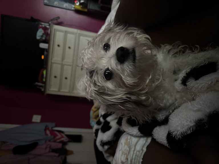 Panda, lost dog, Shiz tzu Jack Russel