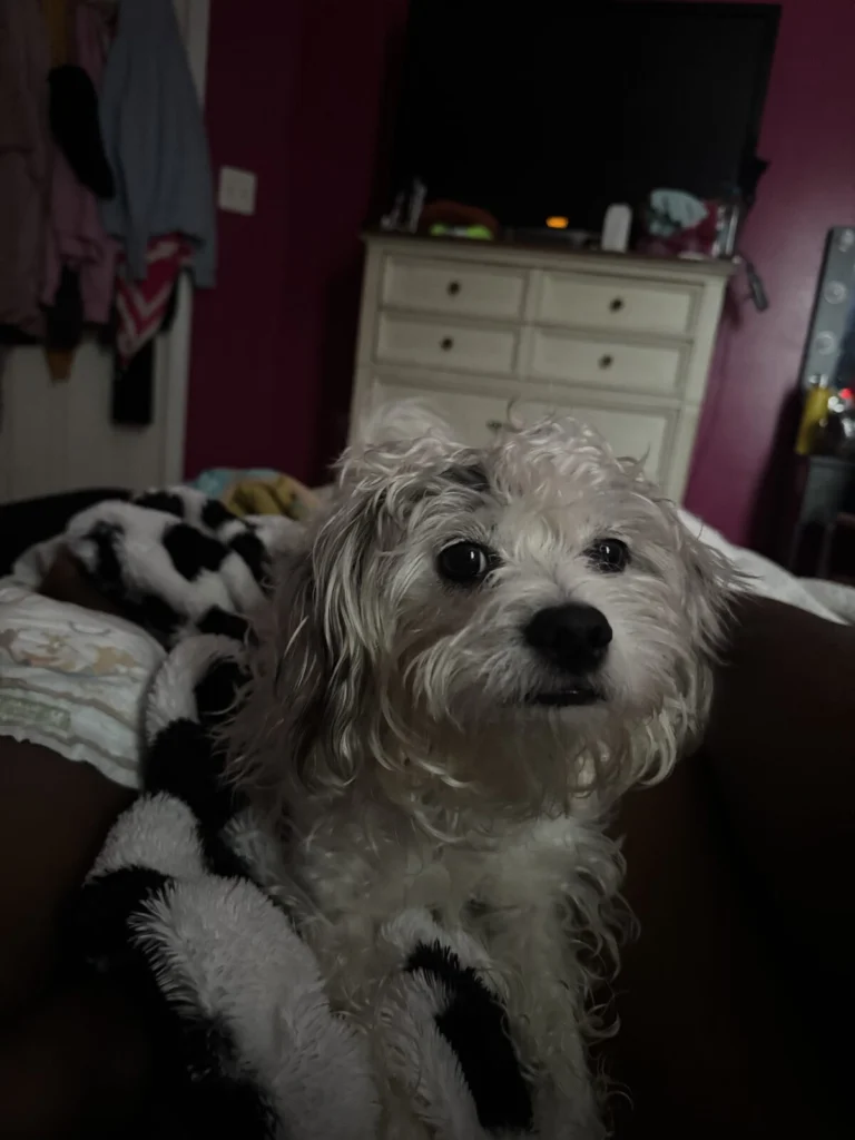 Panda, lost dog, Shiz tzu Jack Russel