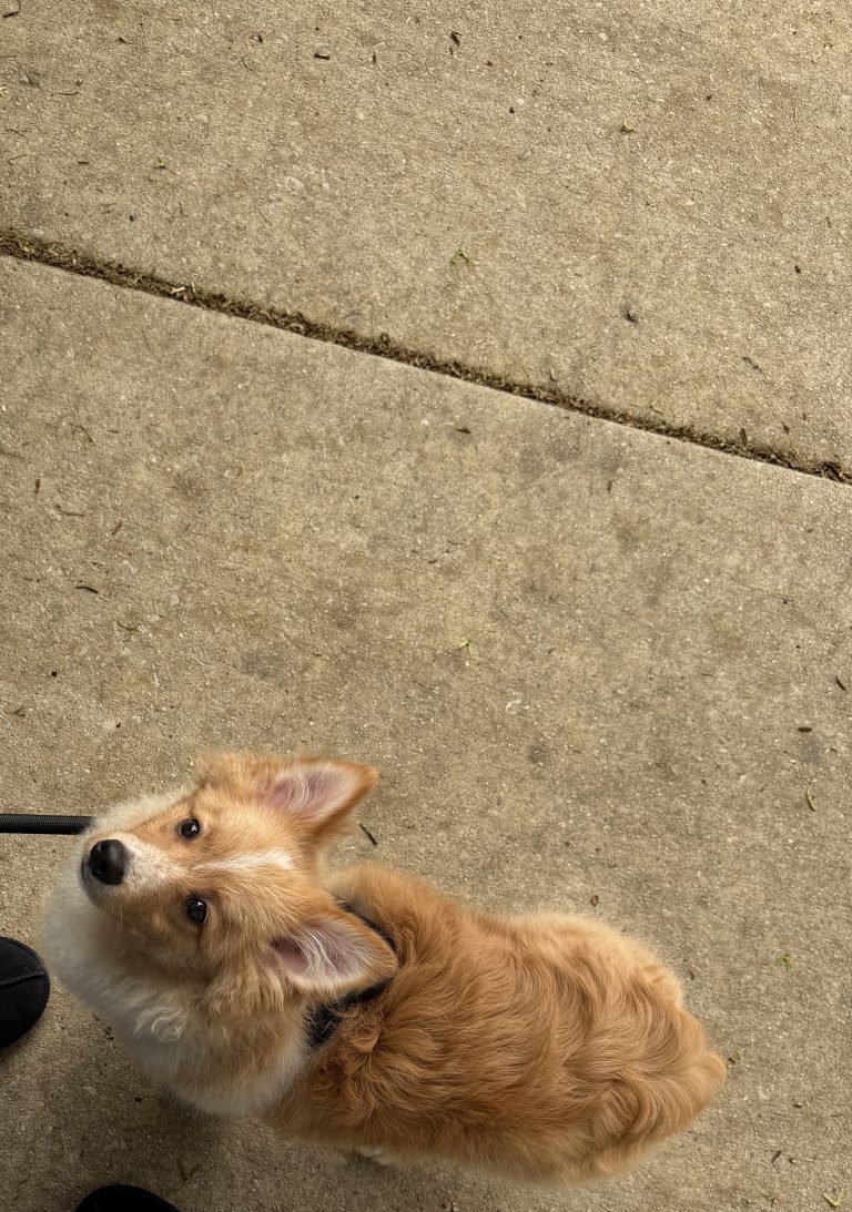 Bubba/Guerro, lost dog, Pomeranian
