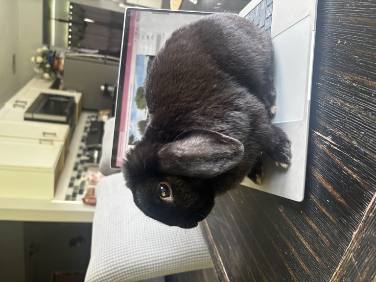 Snoopy, lost other, holland loop