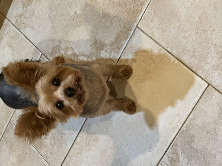 Sophie, lost dog, Yorkie