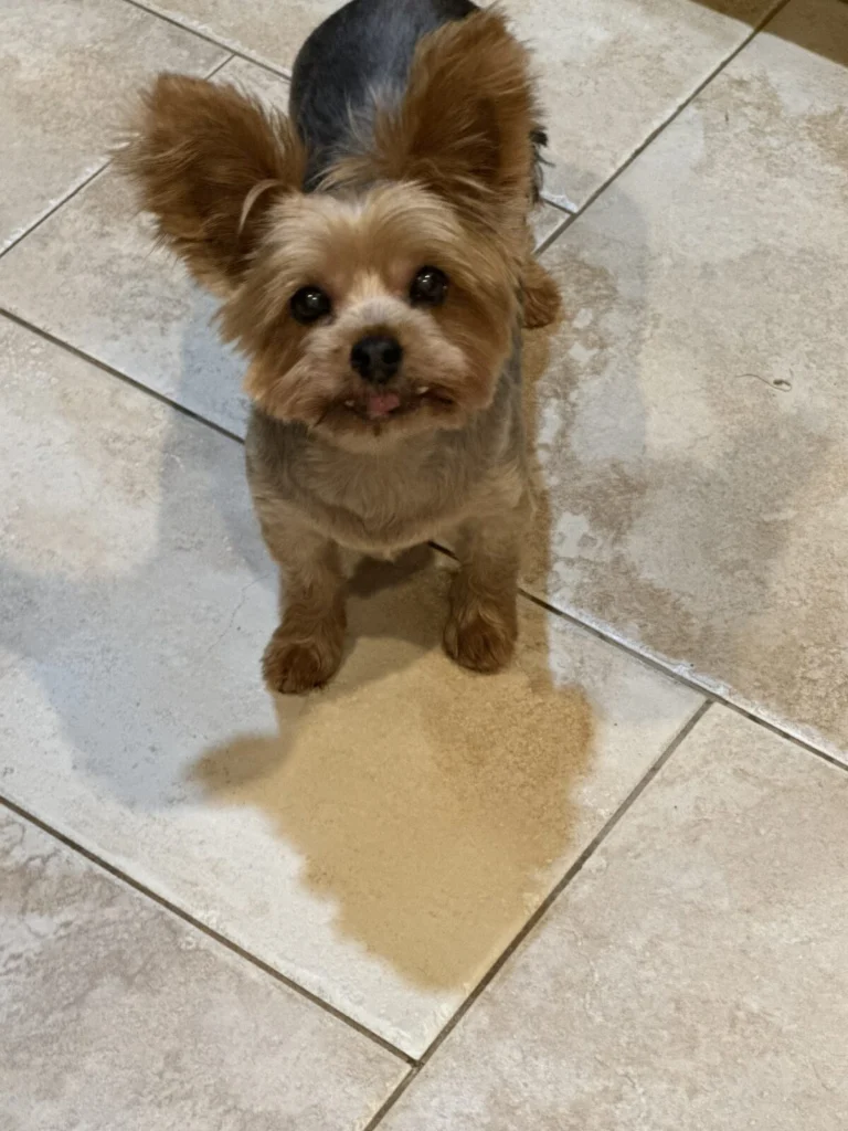 Sophie, lost dog, Yorkie