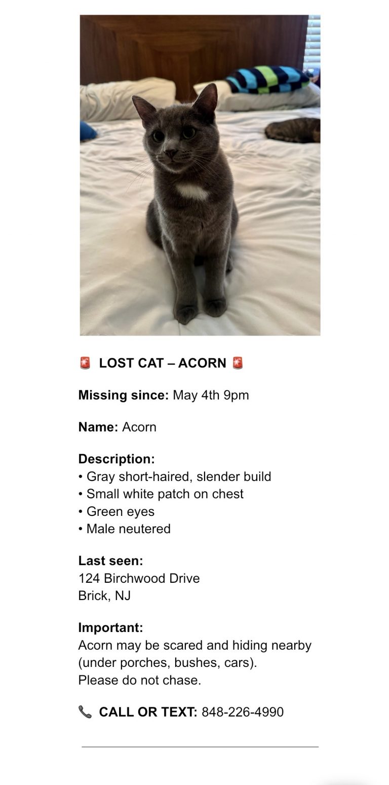 Acorn, lost cat, DSH