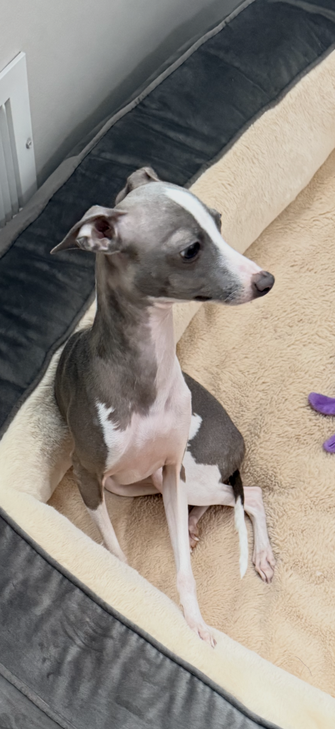 Holly, lost dog, Italian Greyhound