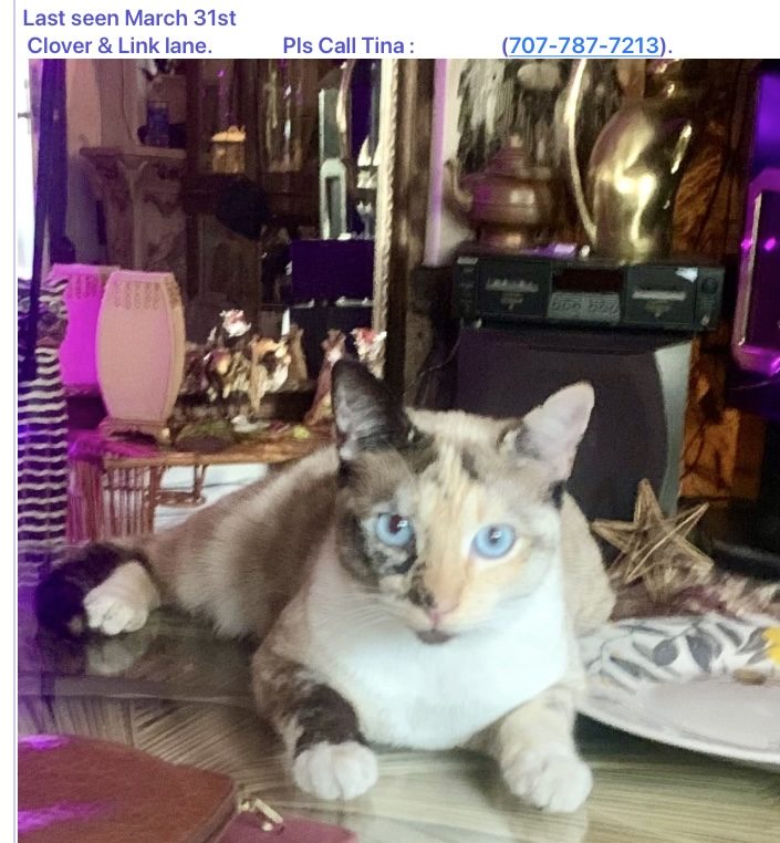 CANDY, lost cat, Tabby