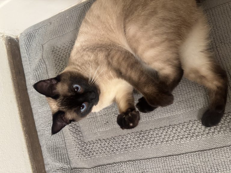 Muffin Man, lost cat, Siamese