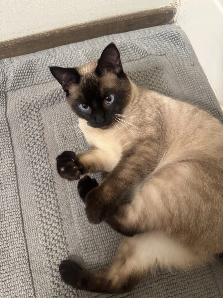 Muffin Man, lost cat, Siamese